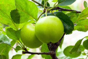 תפוח ירוק קלוריות