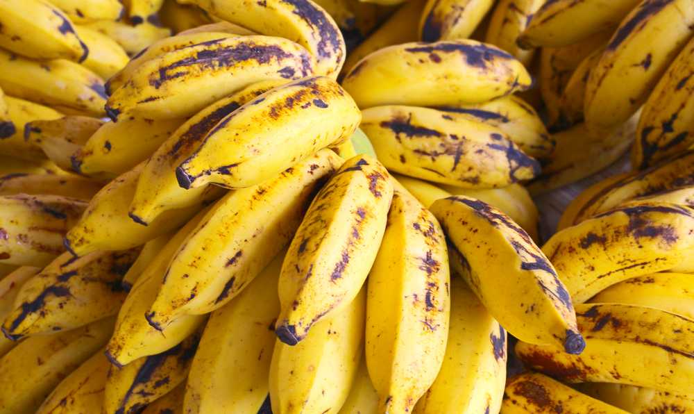איך מגדלים בננות
