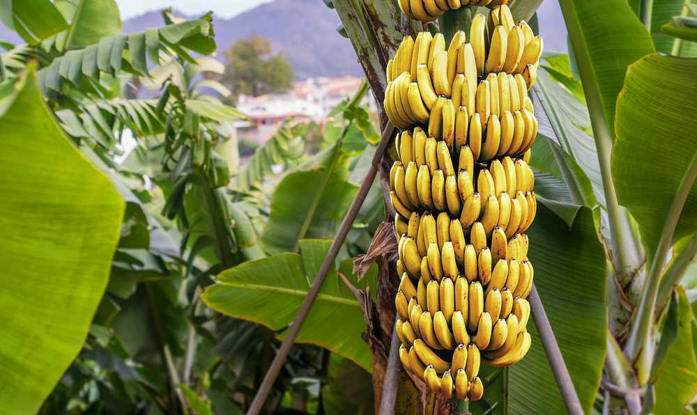 היסטוריה של בננה